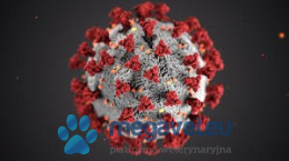 Testy na COVID-19 - do wykrywania przeciwciał IgM/IgG potwierdzające infekcje wirusem SARS-CoV-2 [ALD]