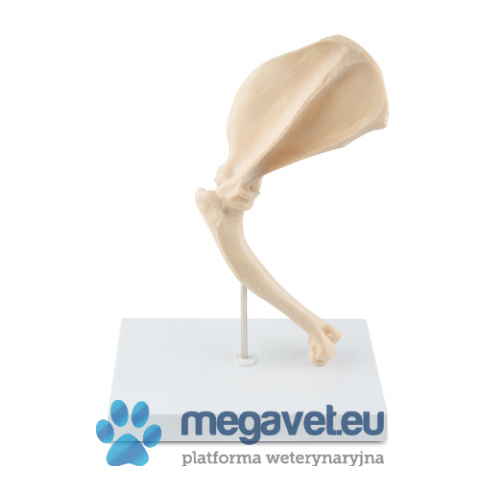 Model kostny - ramię psa.