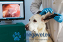 Wireless Veterinary Video Otoscope DE551 [GWV]