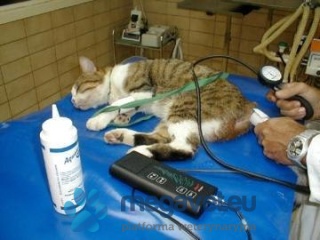 Doppler ultradźwiękowy VET BP [GWV]