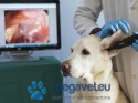 Veterinary Video Otoscope DE501 [GWV]