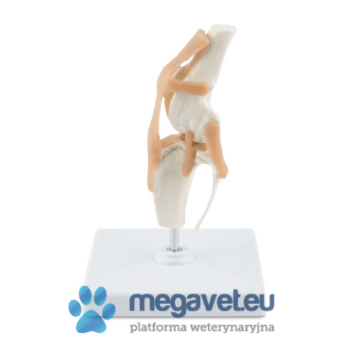 Bone model of the dog's knee