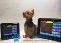 Datalys Veterinary Cardiac Monitor [MID]