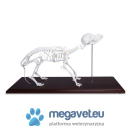 Dog Skeleton [ECM]