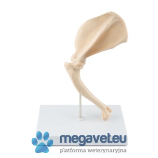 Bone model - dog arm. [ECM]