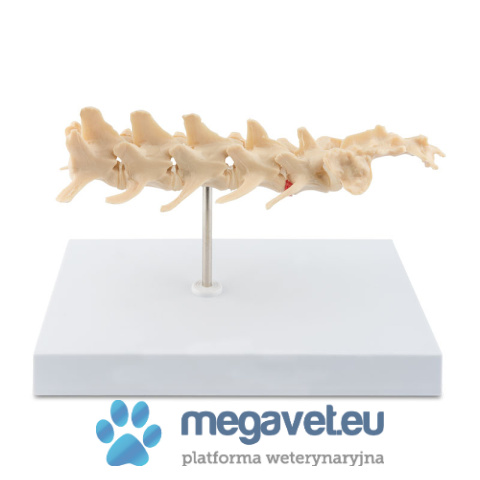 Bone model of the dog's spine