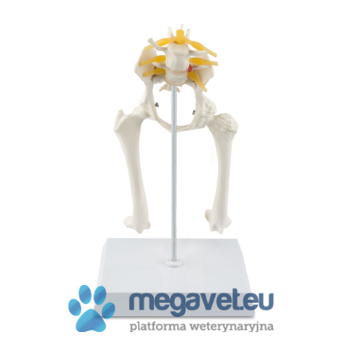 Bone model of the dog's hip