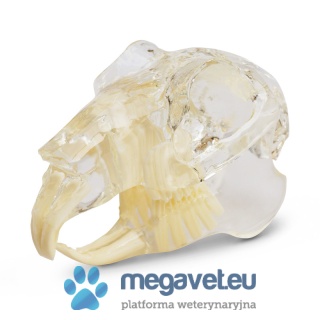 Tooth model - small animal [ECM]