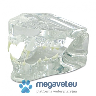 Tooth model - small animal [ECM]