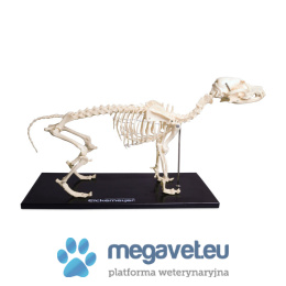 Dog skeleton, plastic [ECM]