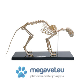 Cat skeleton, plastic [ECM]