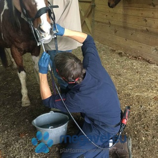 Electric RASP for horses Terafloat FLEX (FET)