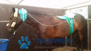 Set Lumina VET XL CLINIC START [BMG]