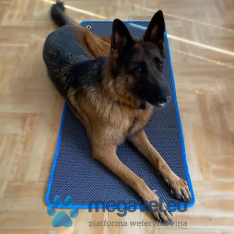 Mata weterynaryjna antypoślizgowa, przeciwodleżynowa [GWV]