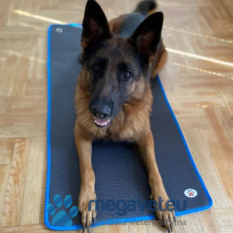 Mata weterynaryjna antypoślizgowa, przeciwodleżynowa [GWV]