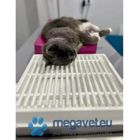 Ociekacz stomatologiczny [GWV]