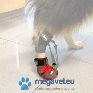 But korygujący chód psa Walkinpets (BSM)