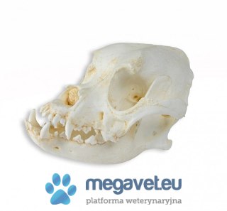 Czaszka psa domowego rasy Bokser 2 części (BSM)