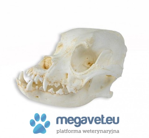 Czaszka psa domowego rasy Bokser 2 części (BSM)