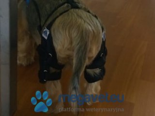 Dwie ortezy kolanowe zginalne + systemem połączeń (BSM)