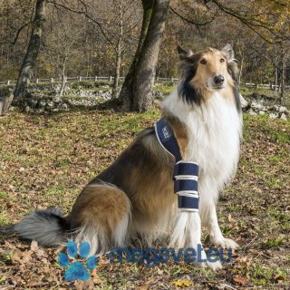 Lewa orteza łokciowa dla psa Balto (BSM)