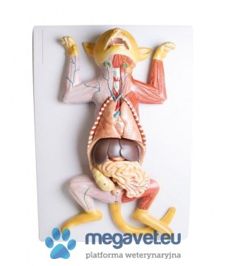 Model ciężarnej kotki 9 części (BSM)