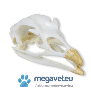 Model czaszki indyka 11 cm (BSM)