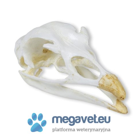 Model czaszki indyka 11 cm (BSM)