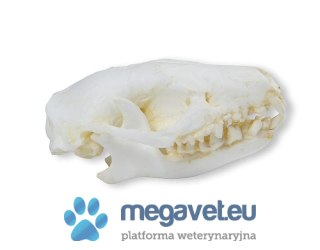 Model czaszki jeża 5,3 cm (BSM)