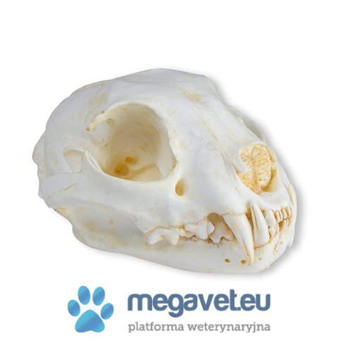 Model czaszki kota domowego w skali 1:1 (BSM)