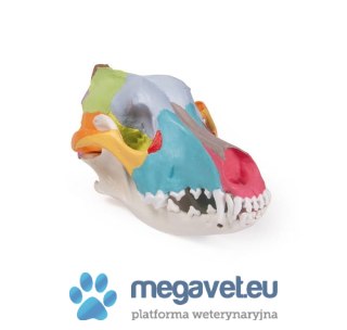 Model czaszki psa naturalnej wielkości (BSM)