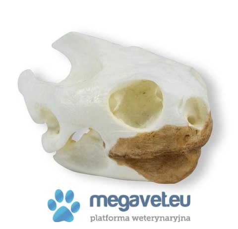 Model czaszki żółwia 4,5 cm (BSM)