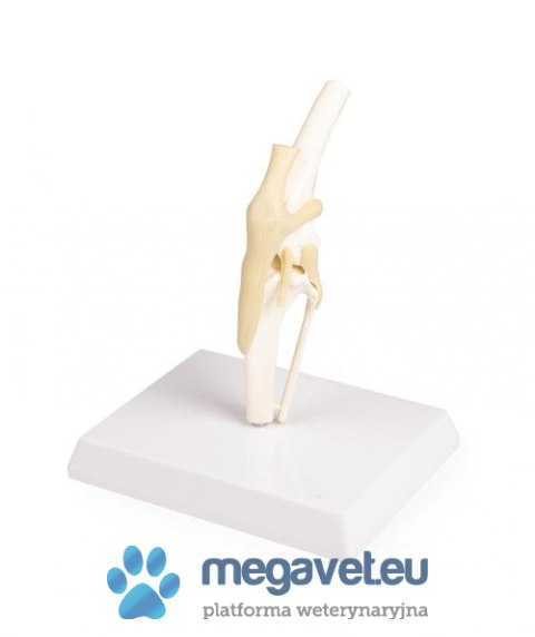Model kolana psa średniej wielkości (BSM)