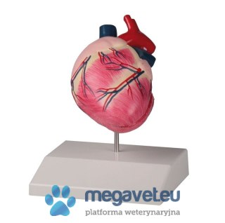 Model serca psa średniej wielkości (BSM)