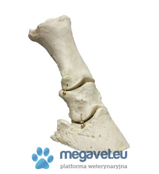 Model stopy konia naturalnej wielkości elastyczny (BSM)