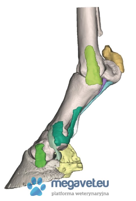 Model stopy konia w postaci wydruku 3D - Model 4 (BSM)