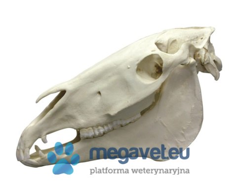 Model szkieletu czaszki dorosłego konia (BSM)
