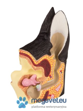 Model ucha psa zdrowego i zainfekowanego (BSM)