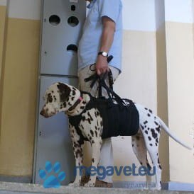 Nosidło duże (BSM)