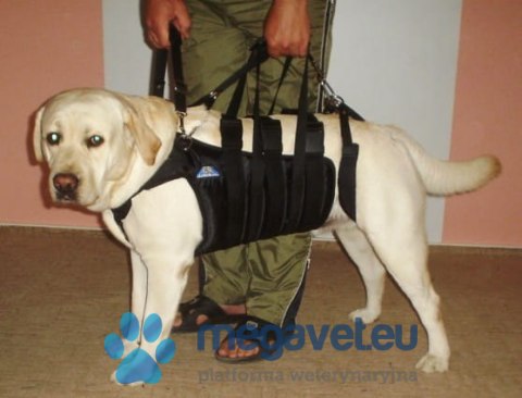 Nosidło duże MAX (BSM)