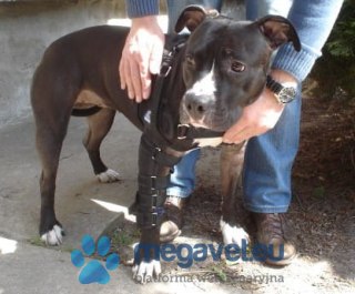 Orteza barkowo łokciowa zastabilizowana (BSM)