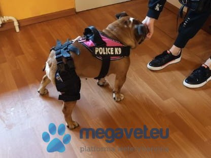 Orteza kolanowa zastabilizowana+ systemem połączeń (BSM)