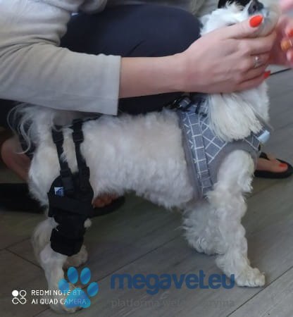 Orteza kolanowa zginalna + systemem połączeń (BSM)