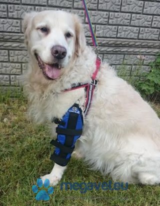 Orteza łokciowa zastabilizowana (BSM)