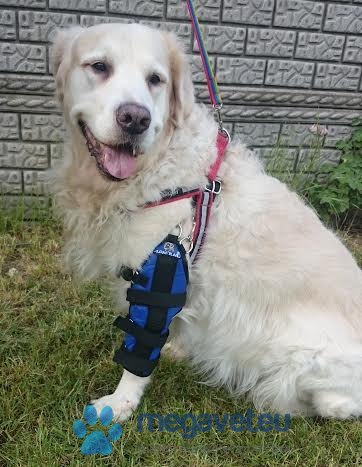 Orteza łokciowa zginalna (BSM)