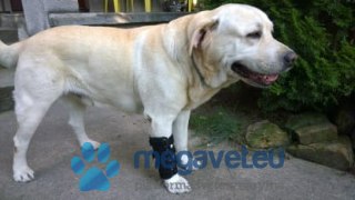 Orteza nadgarstkowa 2 szyny (BSM)