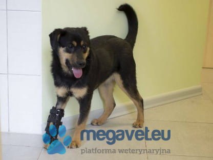 Orteza przednia 3 szyny, na podciągach dorsi-flex (BSM)