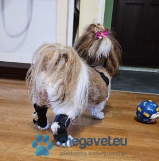 Orteza skokowa zastabilizowana z podciągiem (BSM)