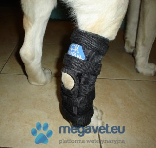 Orteza tylna skokowa zginalna (BSM)