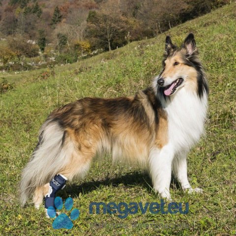 Orteza z szyną na kostkę psa Balto (BSM)